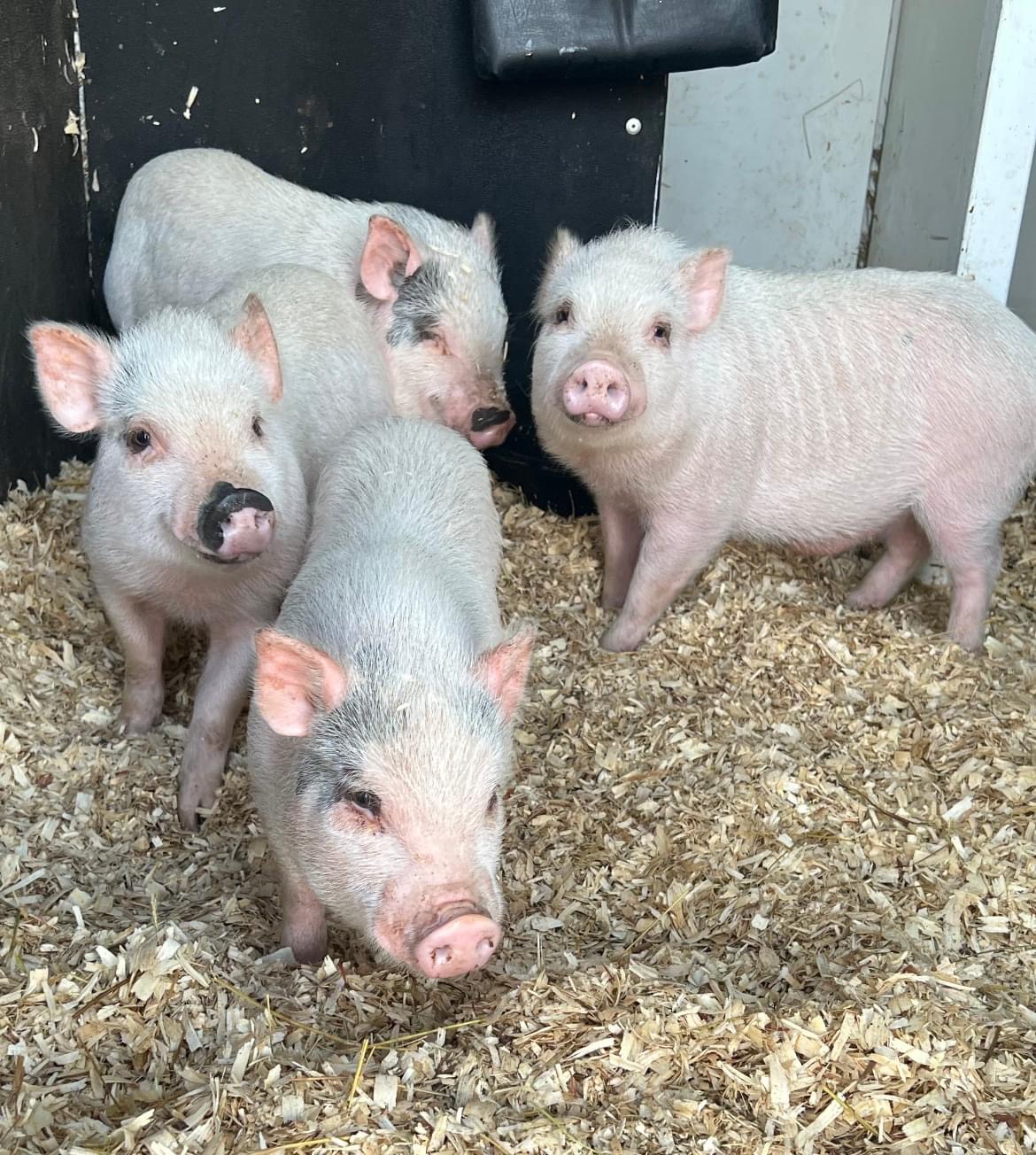 Rescued animals at Rooted In Love Rescue
