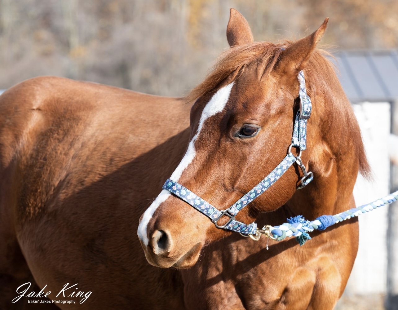 Tater – ADOPTED!