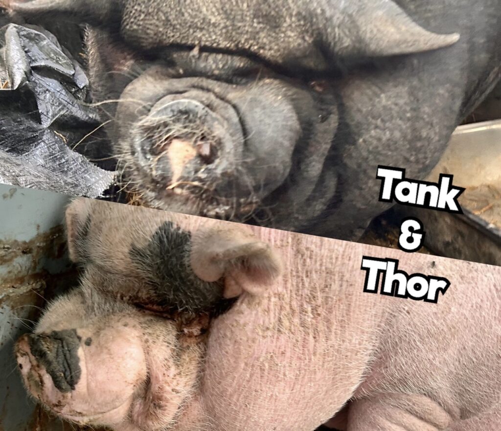 Tank & Thor
