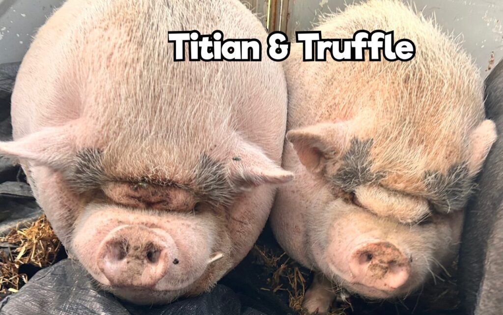 Titan & Truffle