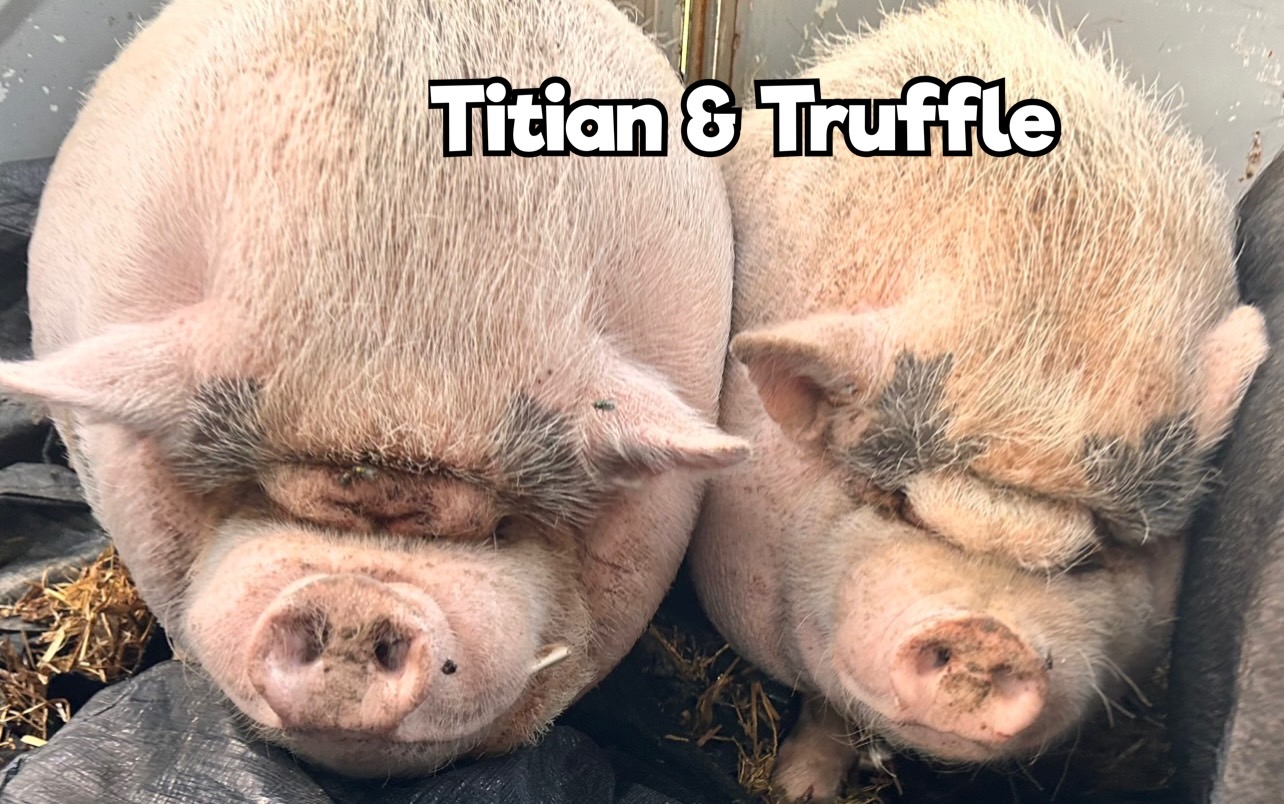 Titan & Truffle