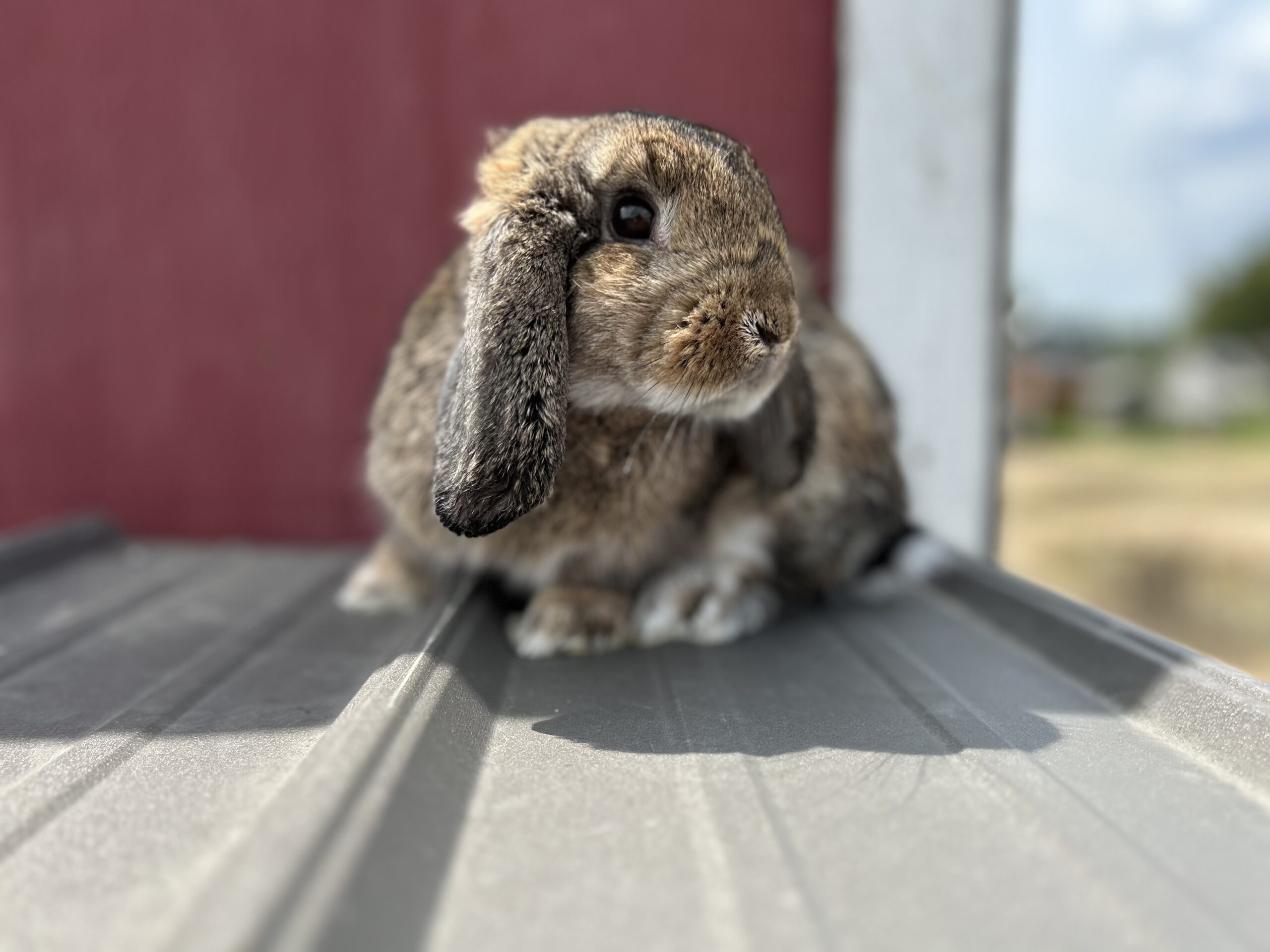 Volunteer at Rooted In Love Rescue