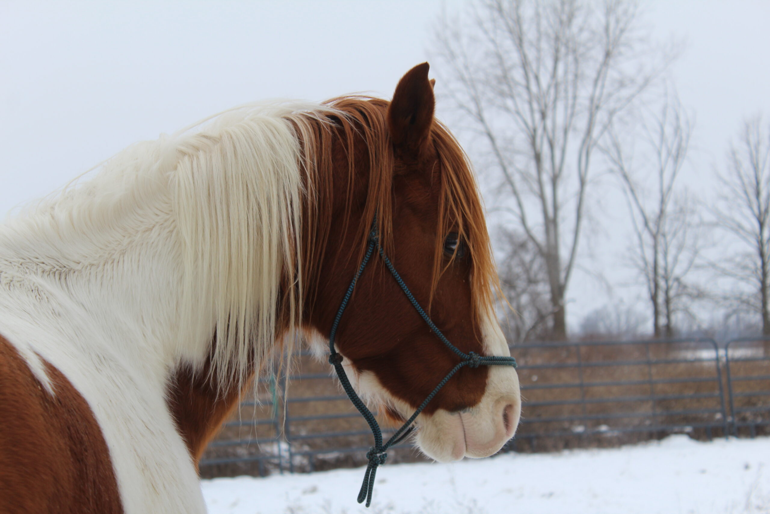 Rescue animals at Rooted In Love Sanctuary
