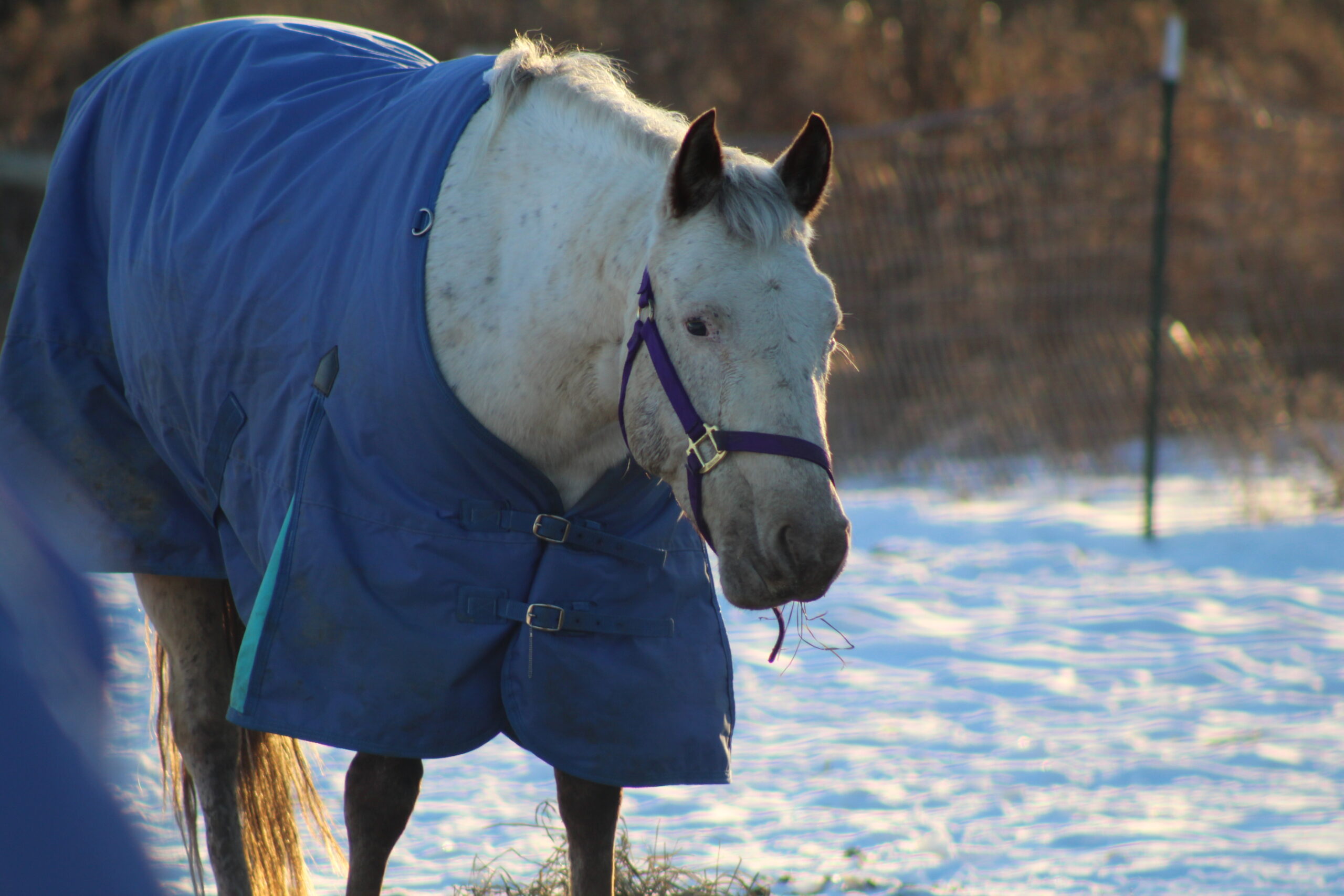 Rescued horse at Rooted In Love Sanctuary