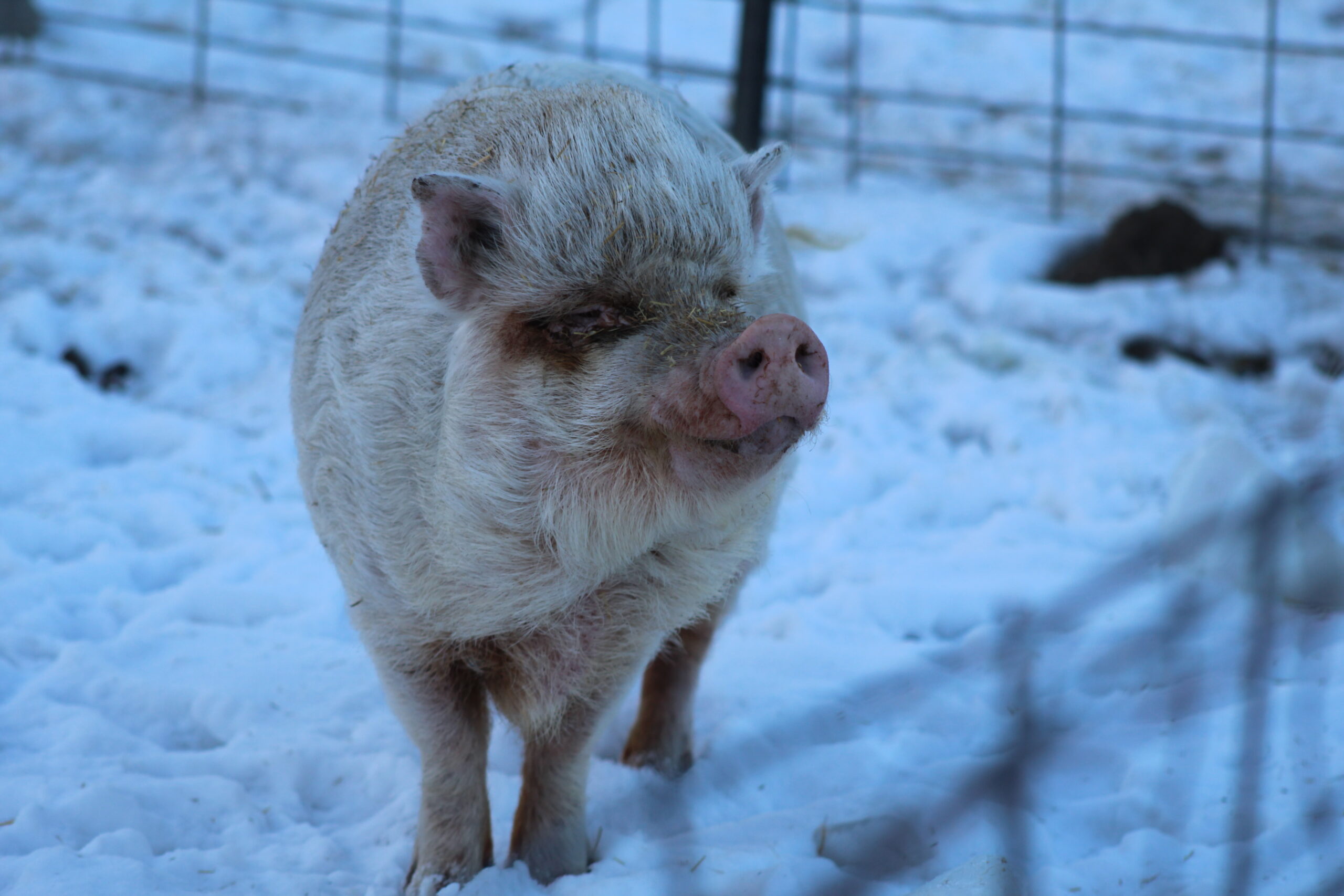 Rescued pig at Rooted In Love Rescue