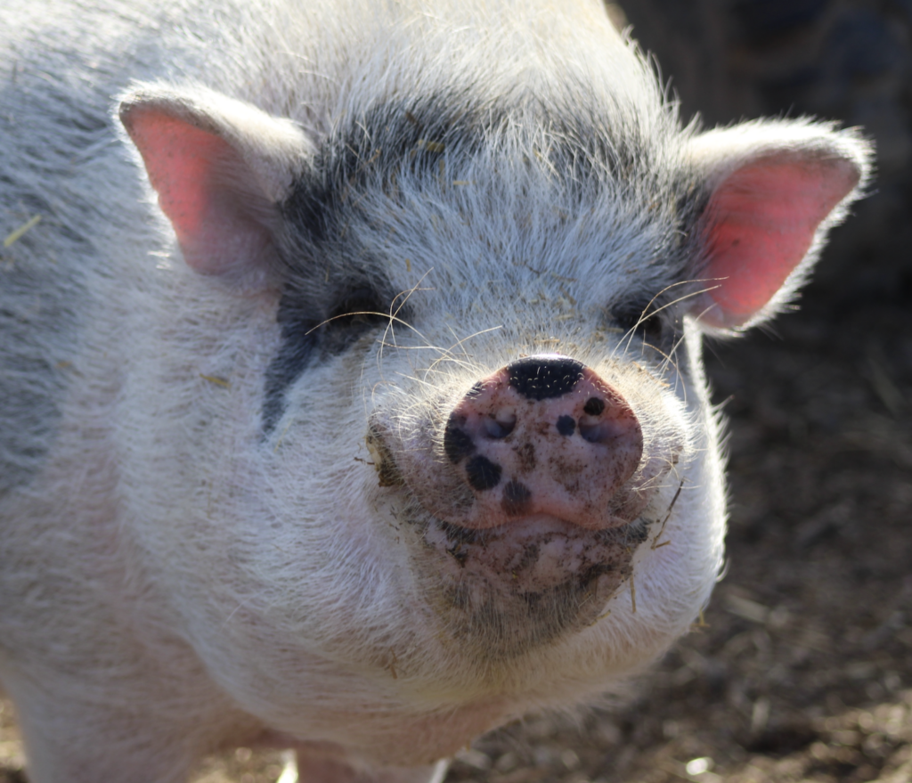 Major Pig