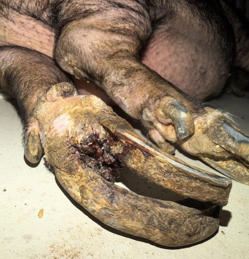 Delores’s severely overgrown hoof and injured tissue