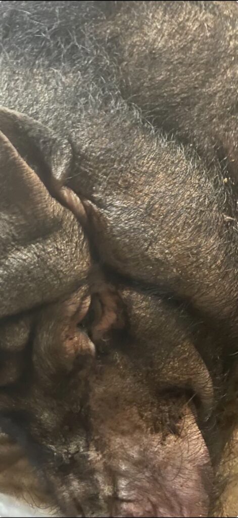Delores resting during her care at Rooted In Love Rescue