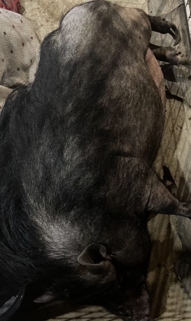 Delores lying on soft blankets while receiving care