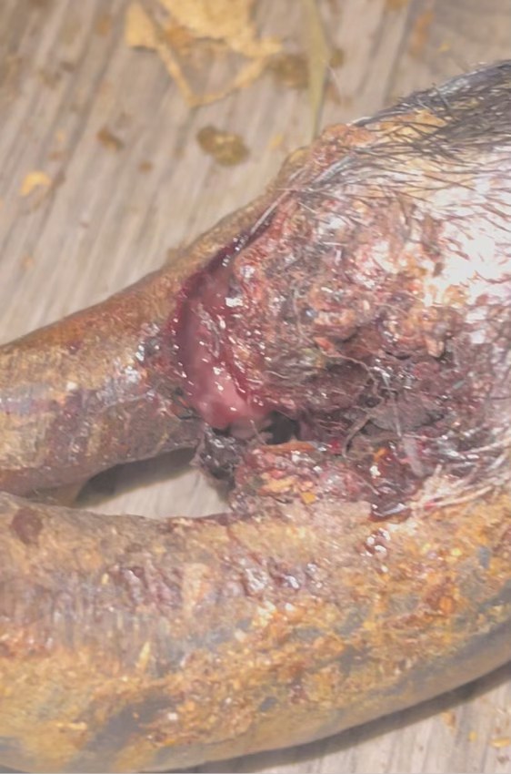Detailed view of Delores’s open wound near her hoof