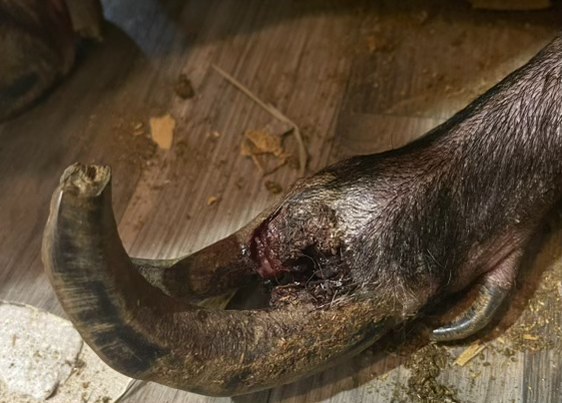 Delores’s affected hoof showing the extent of overgrowth
