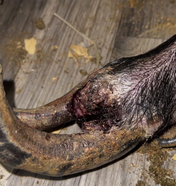 Close view of Delores’s affected hoof and wound