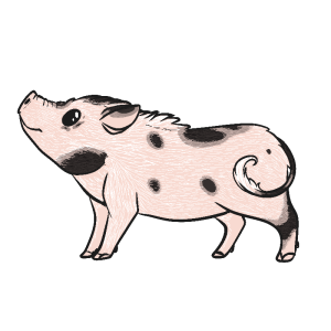 Pig_icon 3