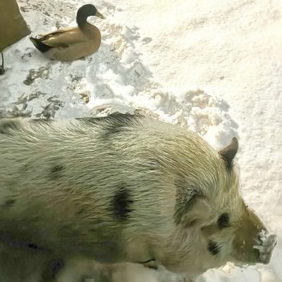 Screenshot 2026-03-10 at 9.11.11 PM 2