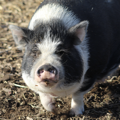 Screenshot 2026-03-11 at 8.03.28 PM