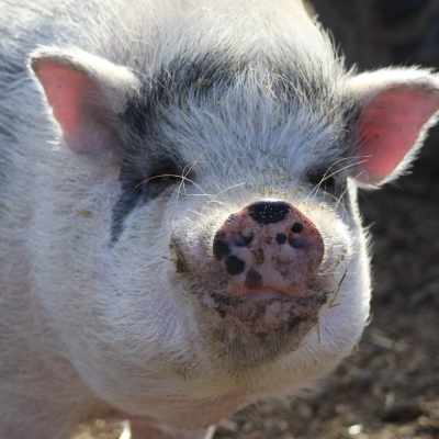 Screenshot 2026-03-11 at 8.07.11 PM