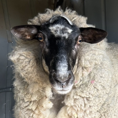 Screenshot 2026-03-11 at 8.09.15 PM