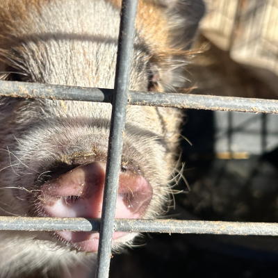 Screenshot 2026-03-11 at 8.11.40 PM