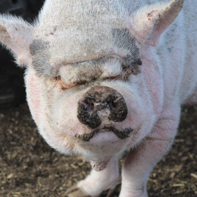 Screenshot 2026-03-11 at 8.12.47 PM