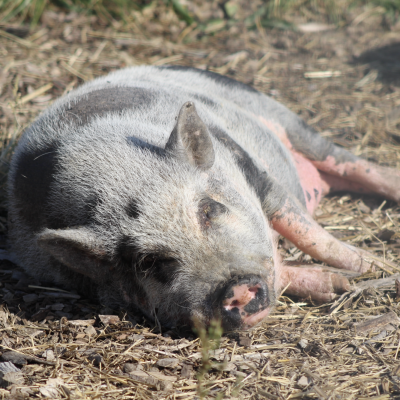 Screenshot 2026-03-11 at 8.14.11 PM