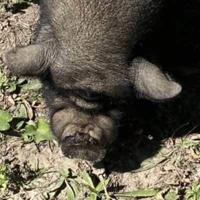 Screenshot 2026-03-11 at 9.45.53 PM