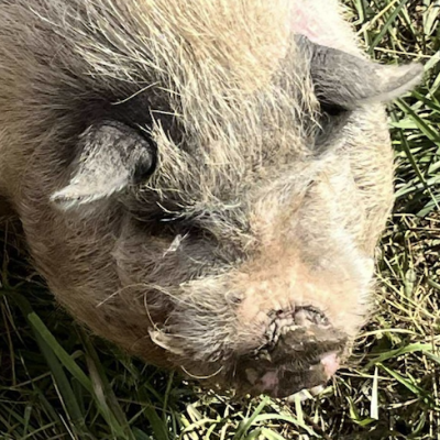 Screenshot 2026-03-11 at 9.46.10 PM