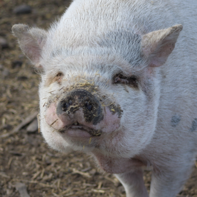 Screenshot 2026-03-11 at 9.48.59 PM